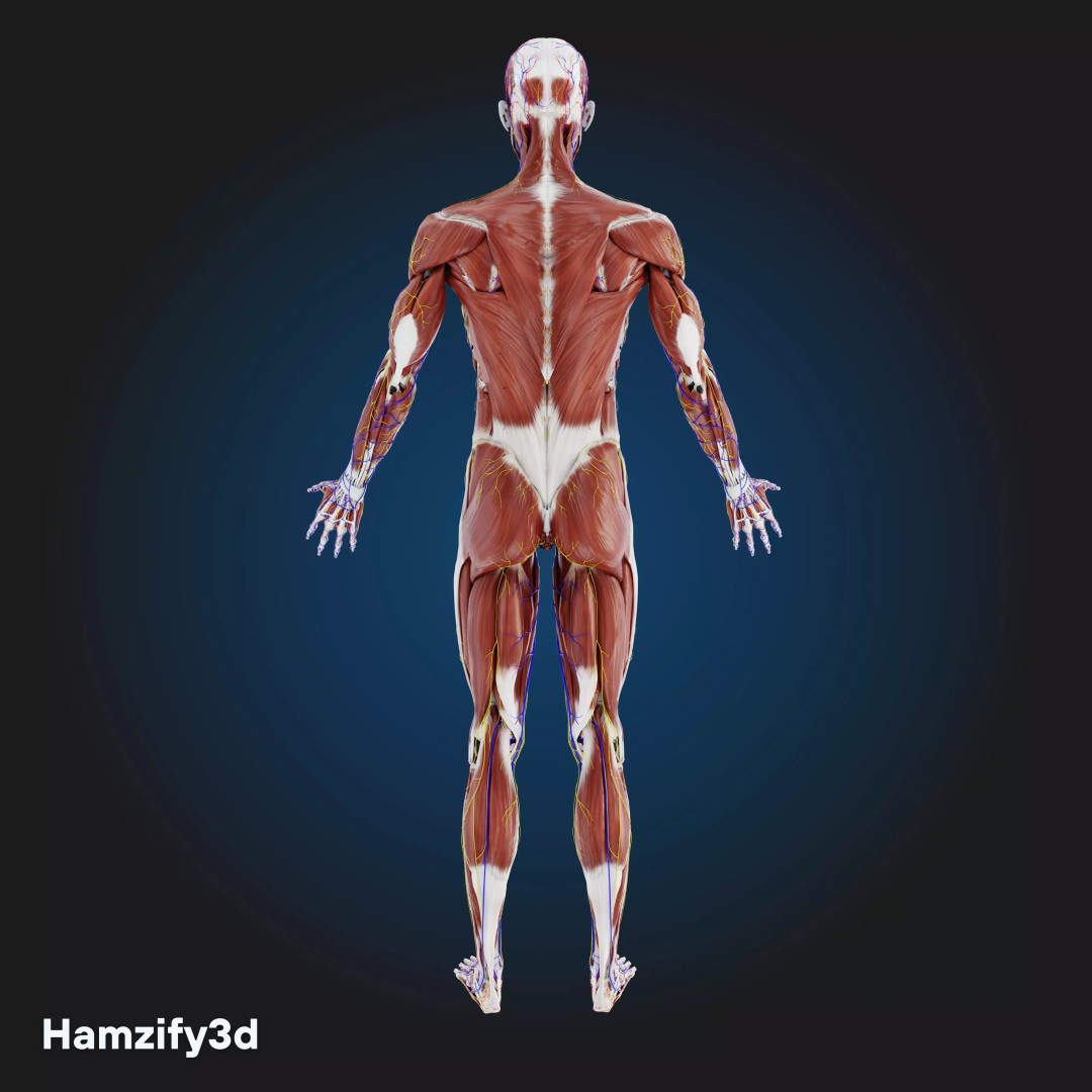 Full Female Anatomy 3D Model – Anatomically Accurate Character, FBX & Blender - View 4