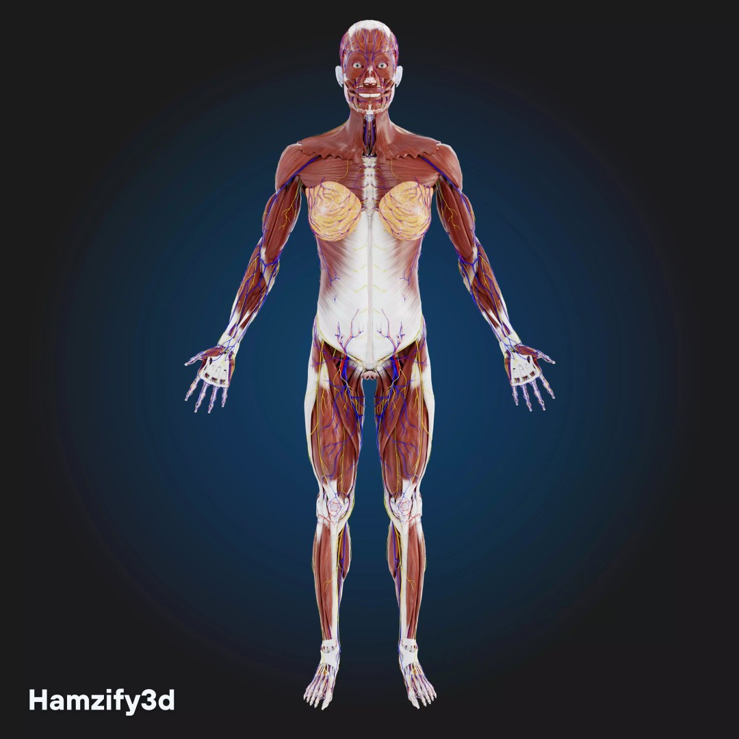 Full Female Anatomy 3D Model – Anatomically Accurate Character, FBX & Blender - View 5
