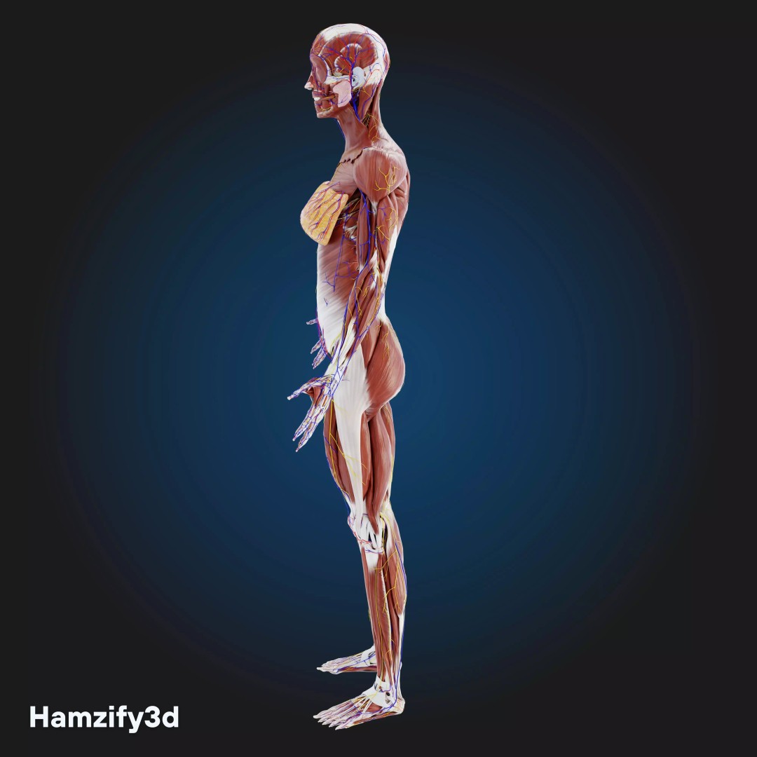 Full Female Anatomy 3D Model – Anatomically Accurate Character, FBX & Blender - View 6
