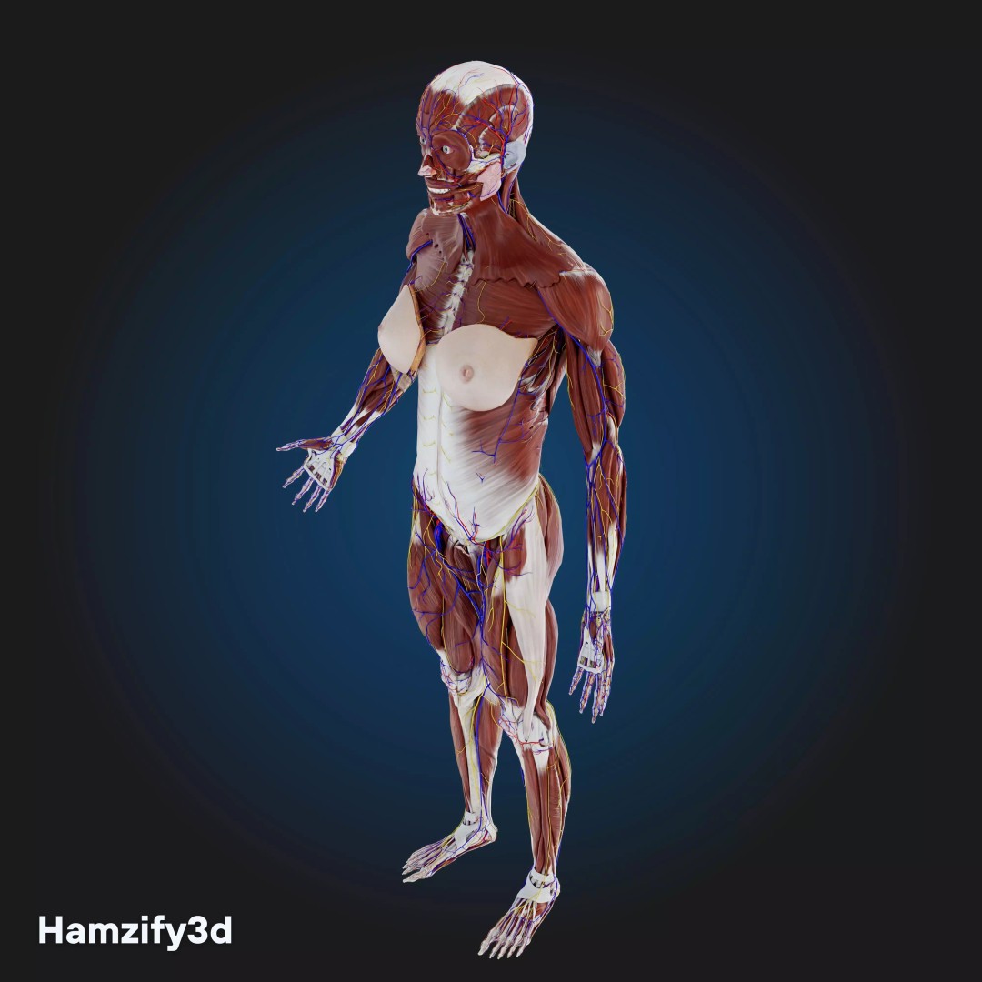 Full Female Anatomy 3D Model – Anatomically Accurate Character, FBX & Blender - View 7