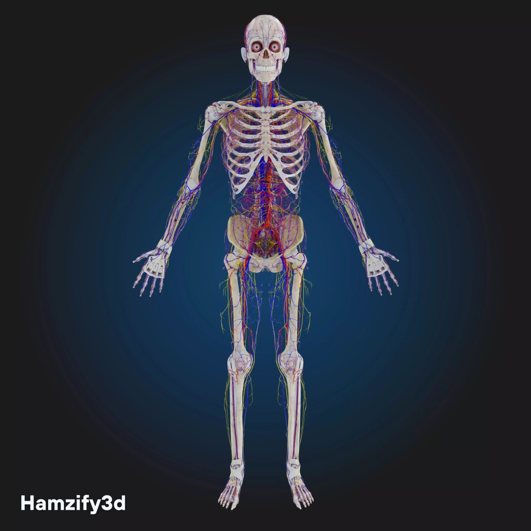 Full Female Anatomy 3D Model – Anatomically Accurate Character, FBX & Blender - View 8