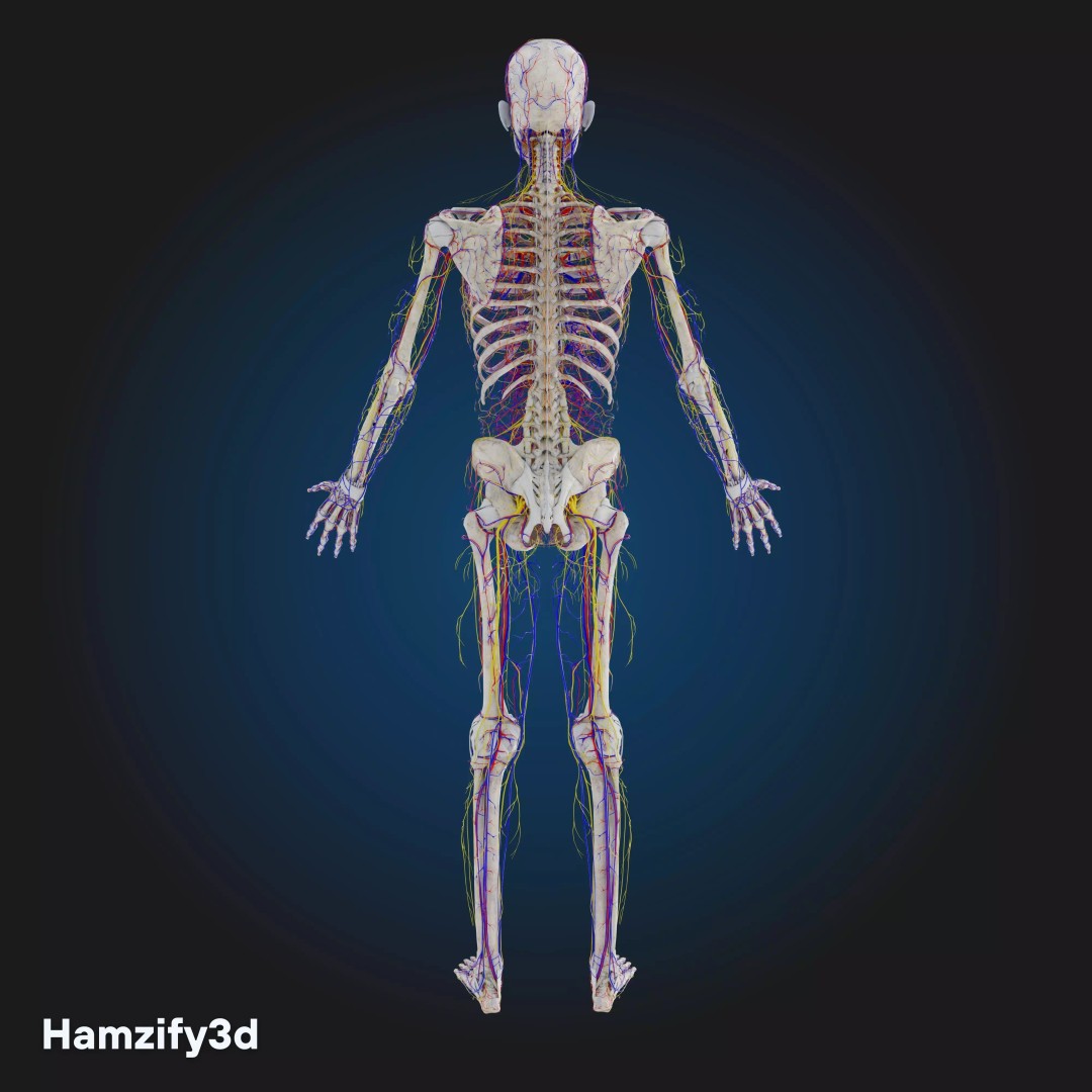 Full Female Anatomy 3D Model – Anatomically Accurate Character, FBX & Blender - View 9