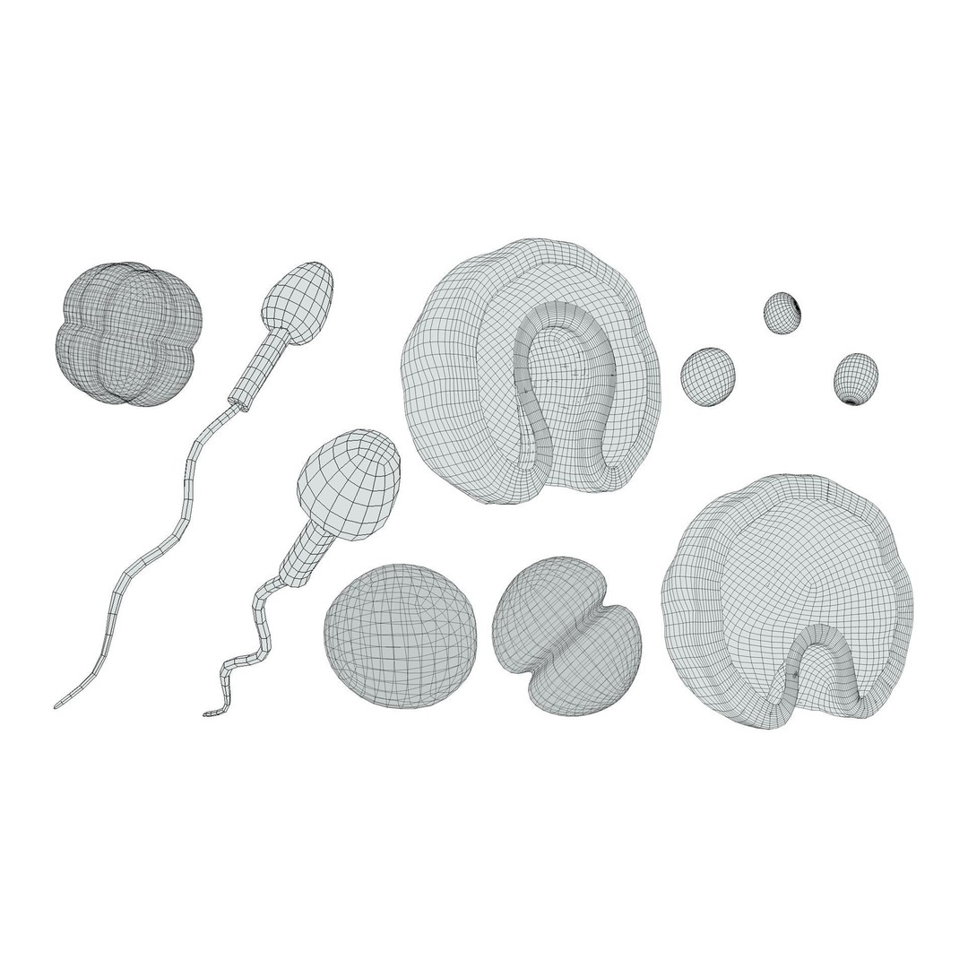 Human Embryonic Development 3D Model – PBR Anatomy Asset, FBX, OBJ