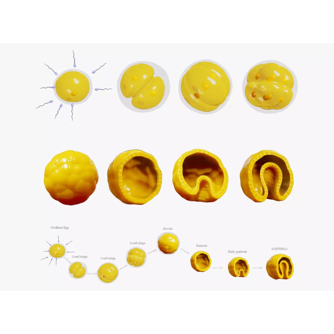 Human Embryonic Development 3D Model – PBR Anatomy Asset, FBX, OBJ - View 2