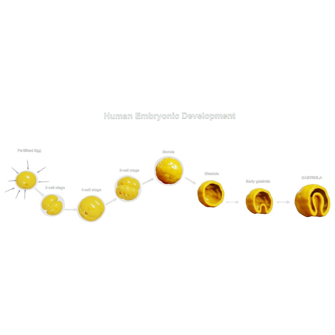 Human Embryonic Development 3D Model – PBR Anatomy Asset, FBX, OBJ - View 3
