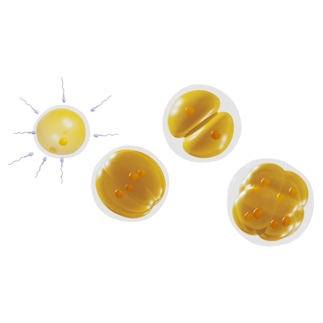 Human Embryonic Development 3D Model – PBR Anatomy Asset, FBX, OBJ - View 4