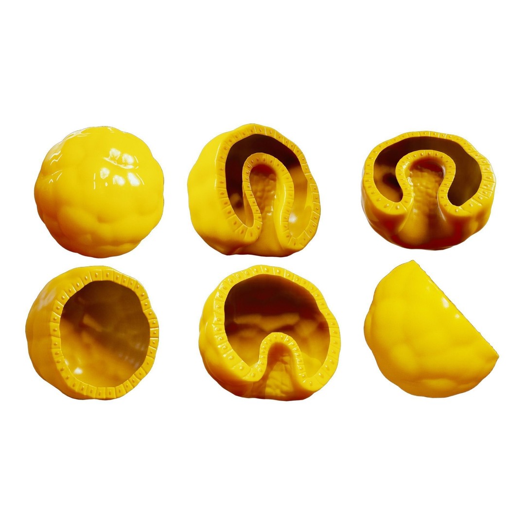 Human Embryonic Development 3D Model – PBR Anatomy Asset, FBX, OBJ - View 5