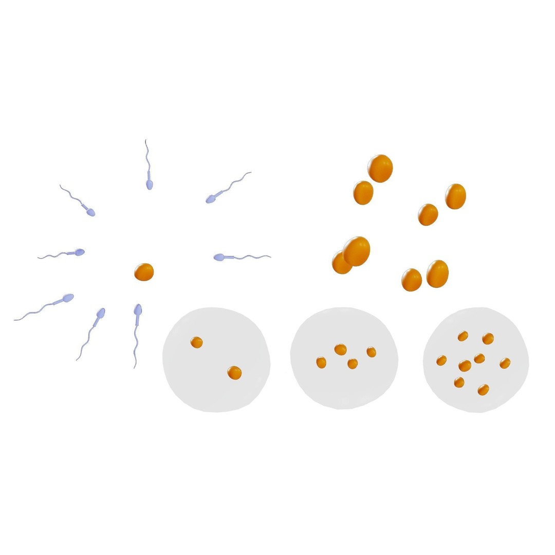 Human Embryonic Development 3D Model – PBR Anatomy Asset, FBX, OBJ - View 6