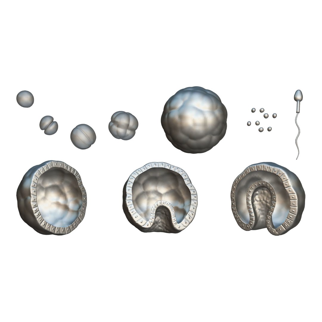 Human Embryonic Development 3D Model – PBR Anatomy Asset, FBX, OBJ - View 7