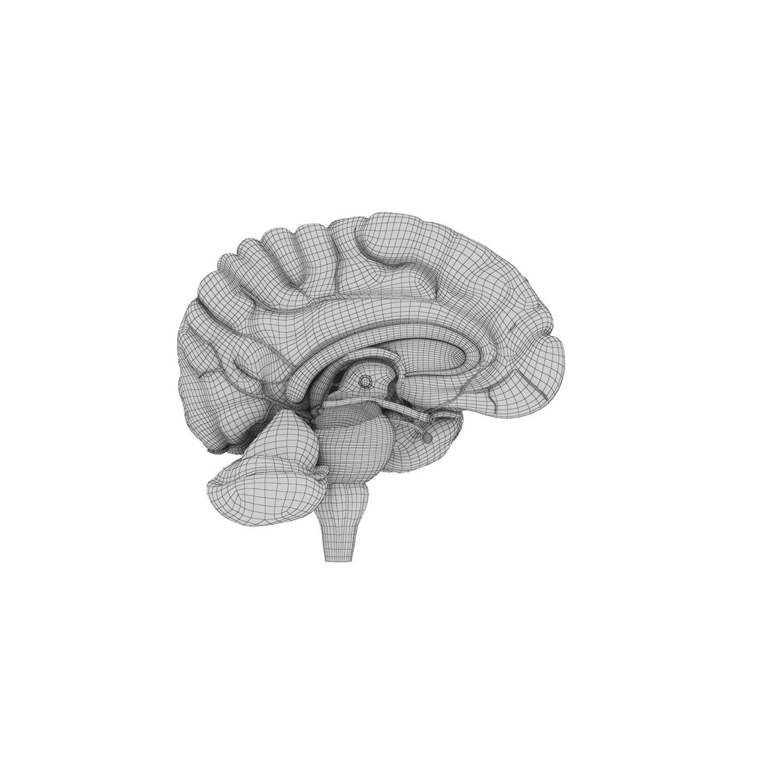 Human Brain 3D Model – High Resolution Anatomy Asset, FBX, OBJ