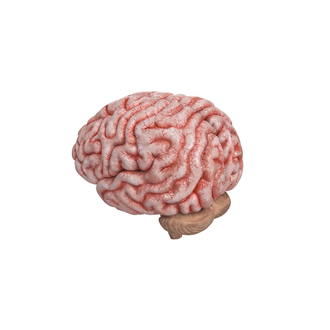 Human Brain 3D Model – High Resolution Anatomy Asset, FBX, OBJ - View 10