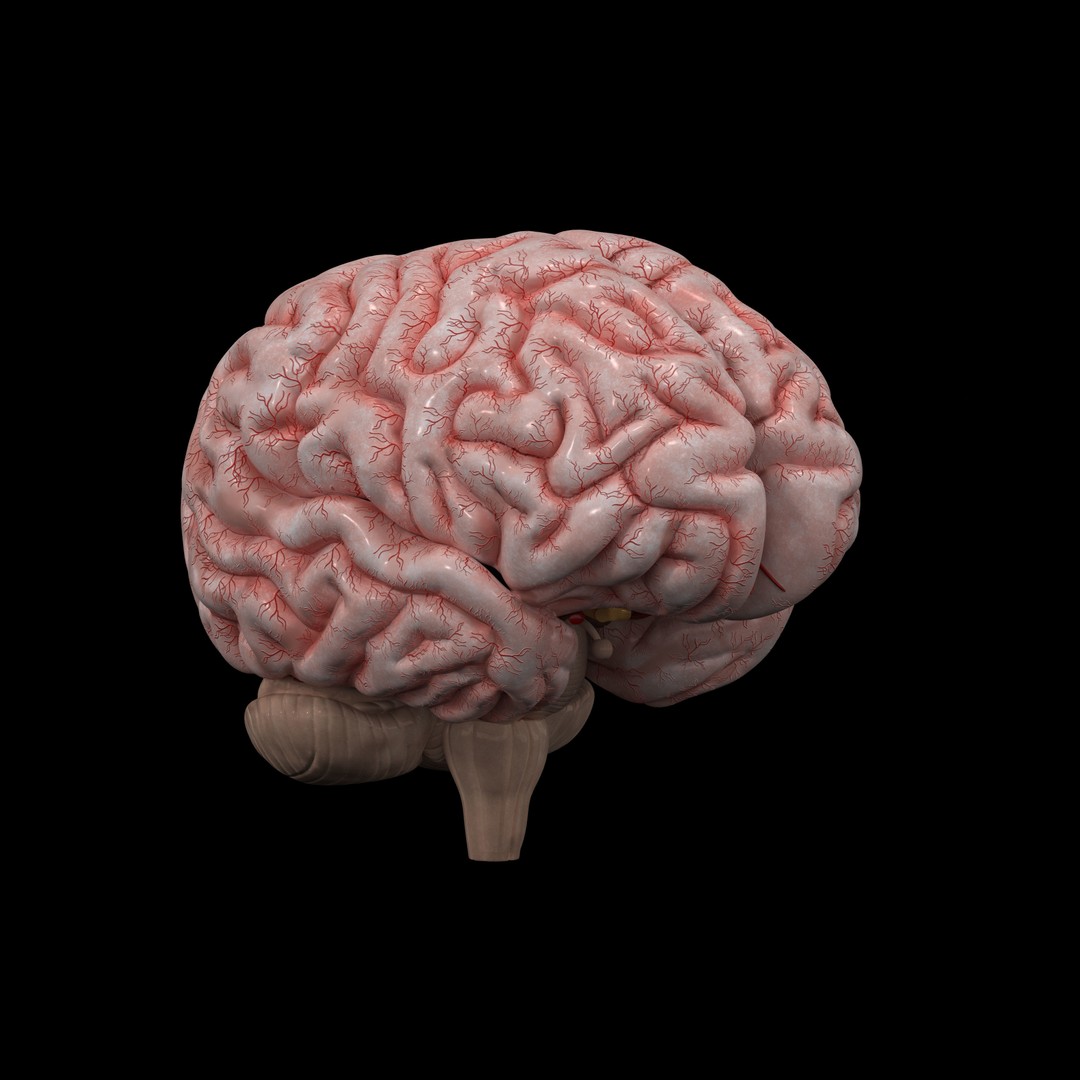Human Brain 3D Model – High Resolution Anatomy Asset, FBX, OBJ - View 11