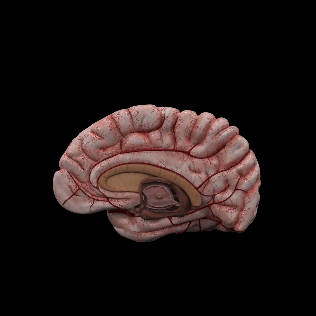 Human Brain 3D Model – High Resolution Anatomy Asset, FBX, OBJ - View 12