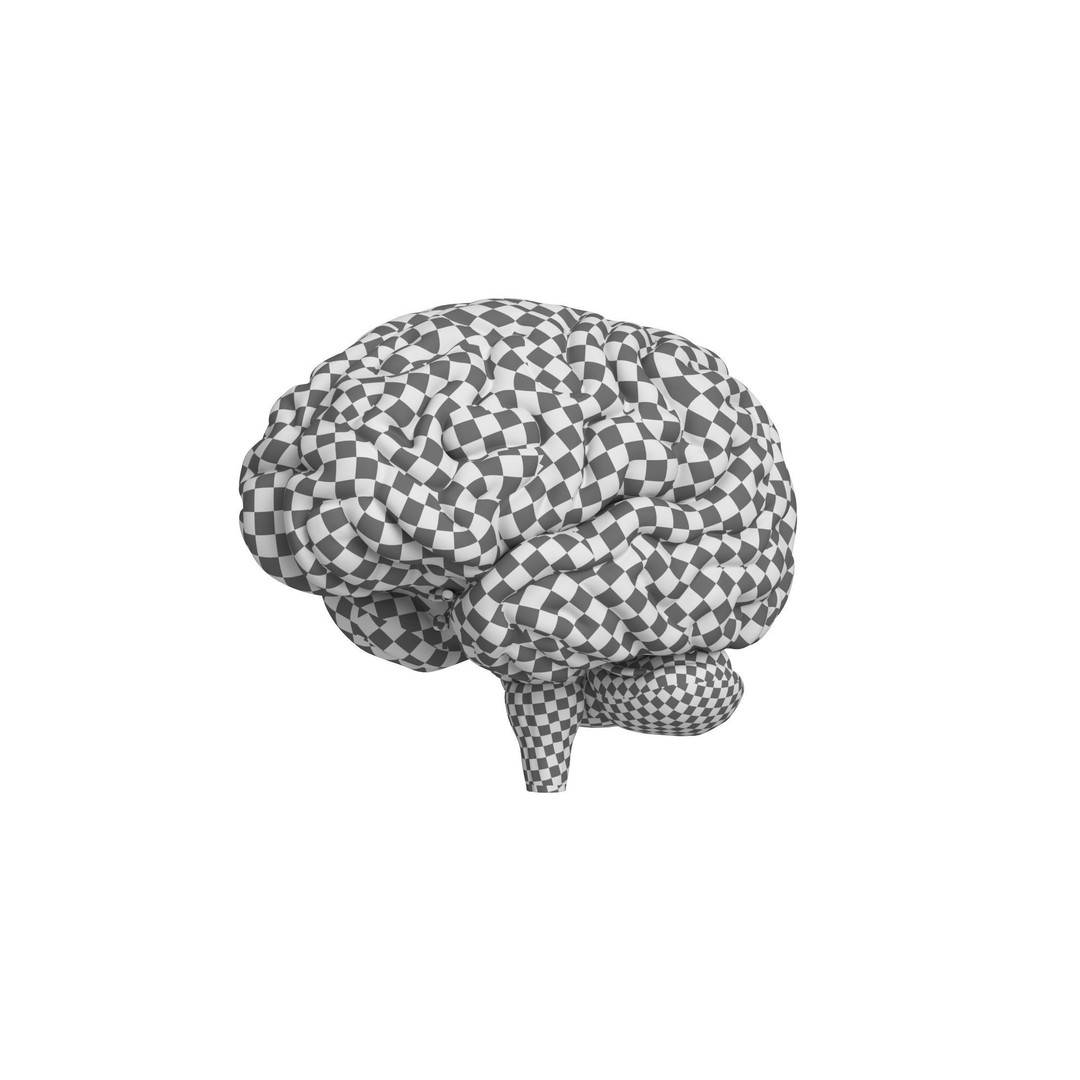 Human Brain 3D Model – High Resolution Anatomy Asset, FBX, OBJ - View 13
