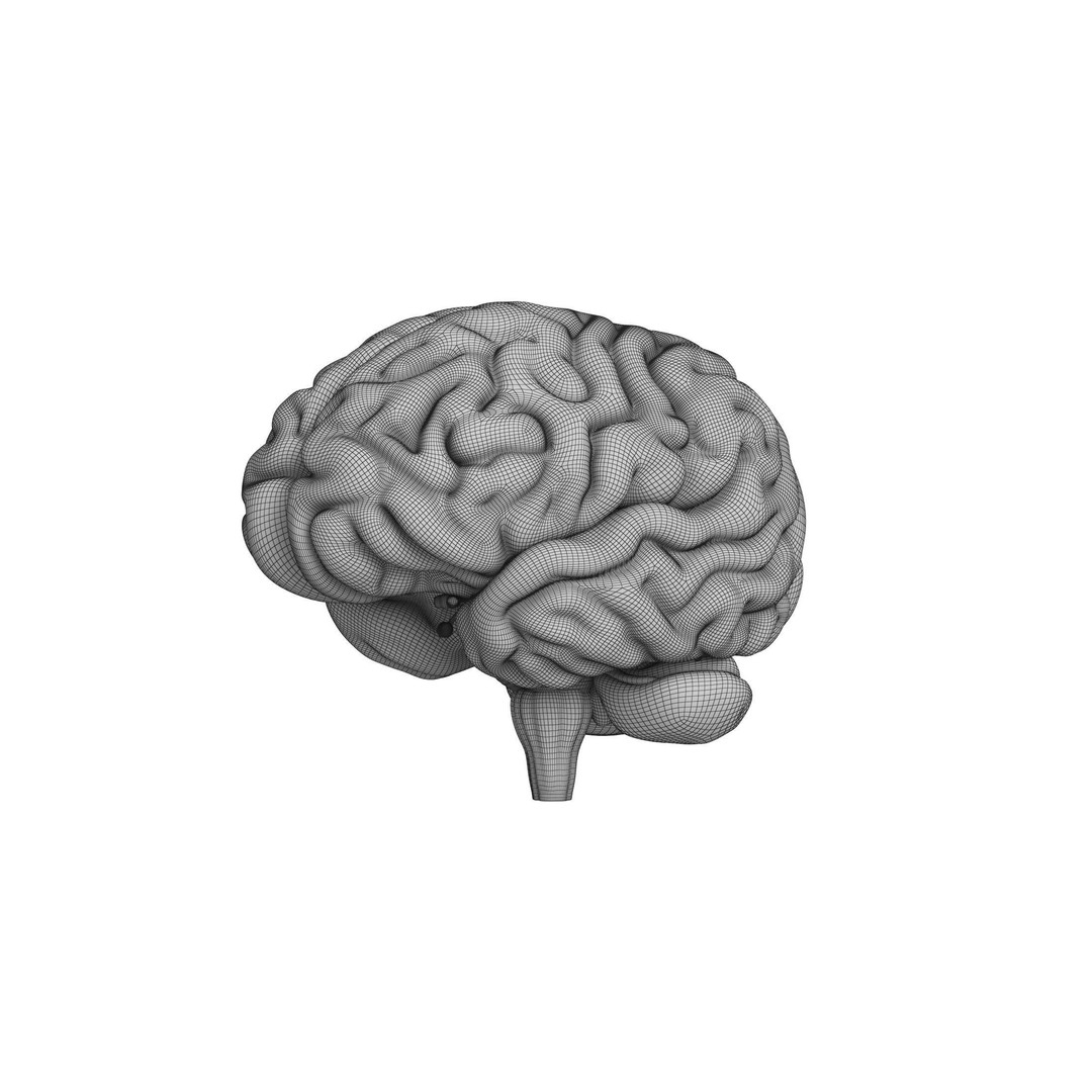 Human Brain 3D Model – High Resolution Anatomy Asset, FBX, OBJ - View 15