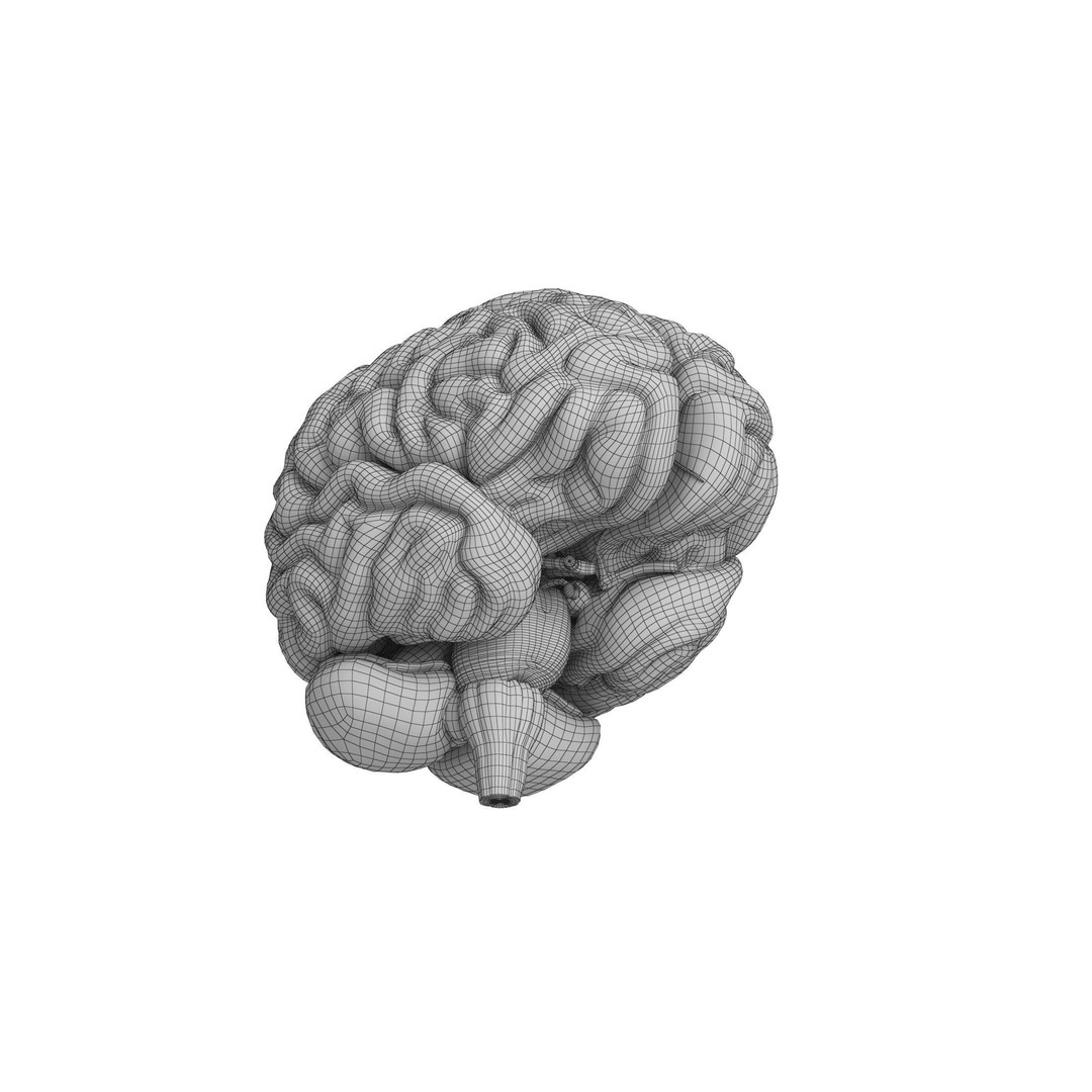 Human Brain 3D Model – High Resolution Anatomy Asset, FBX, OBJ - View 16