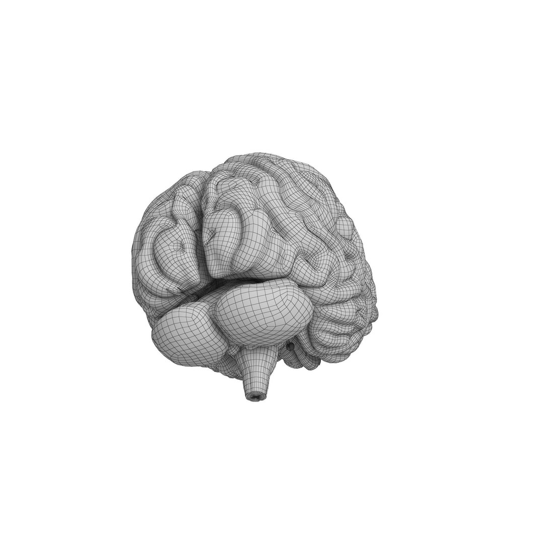Human Brain 3D Model – High Resolution Anatomy Asset, FBX, OBJ - View 17