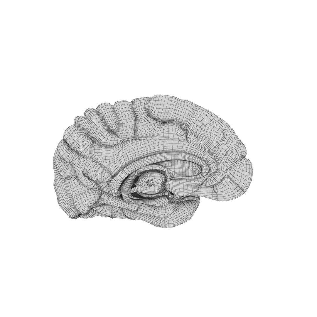 Human Brain 3D Model – High Resolution Anatomy Asset, FBX, OBJ - View 18
