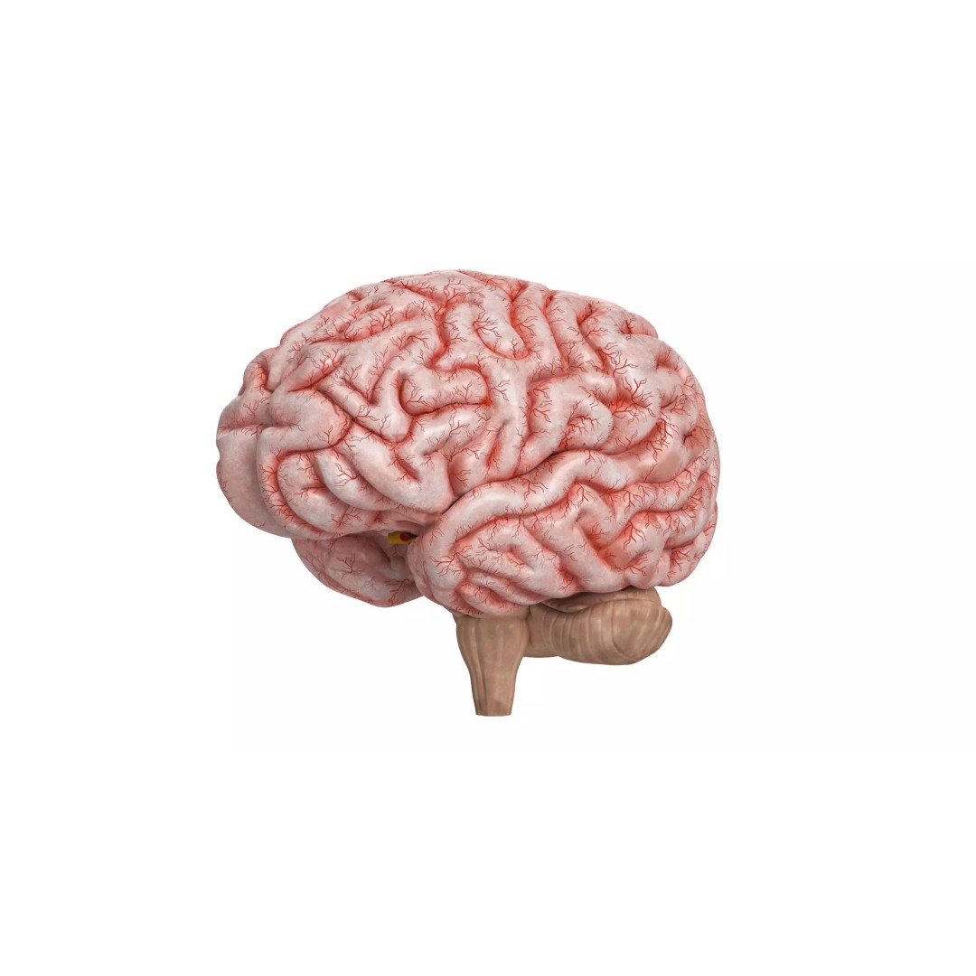 Human Brain 3D Model – High Resolution Anatomy Asset, FBX, OBJ - View 2