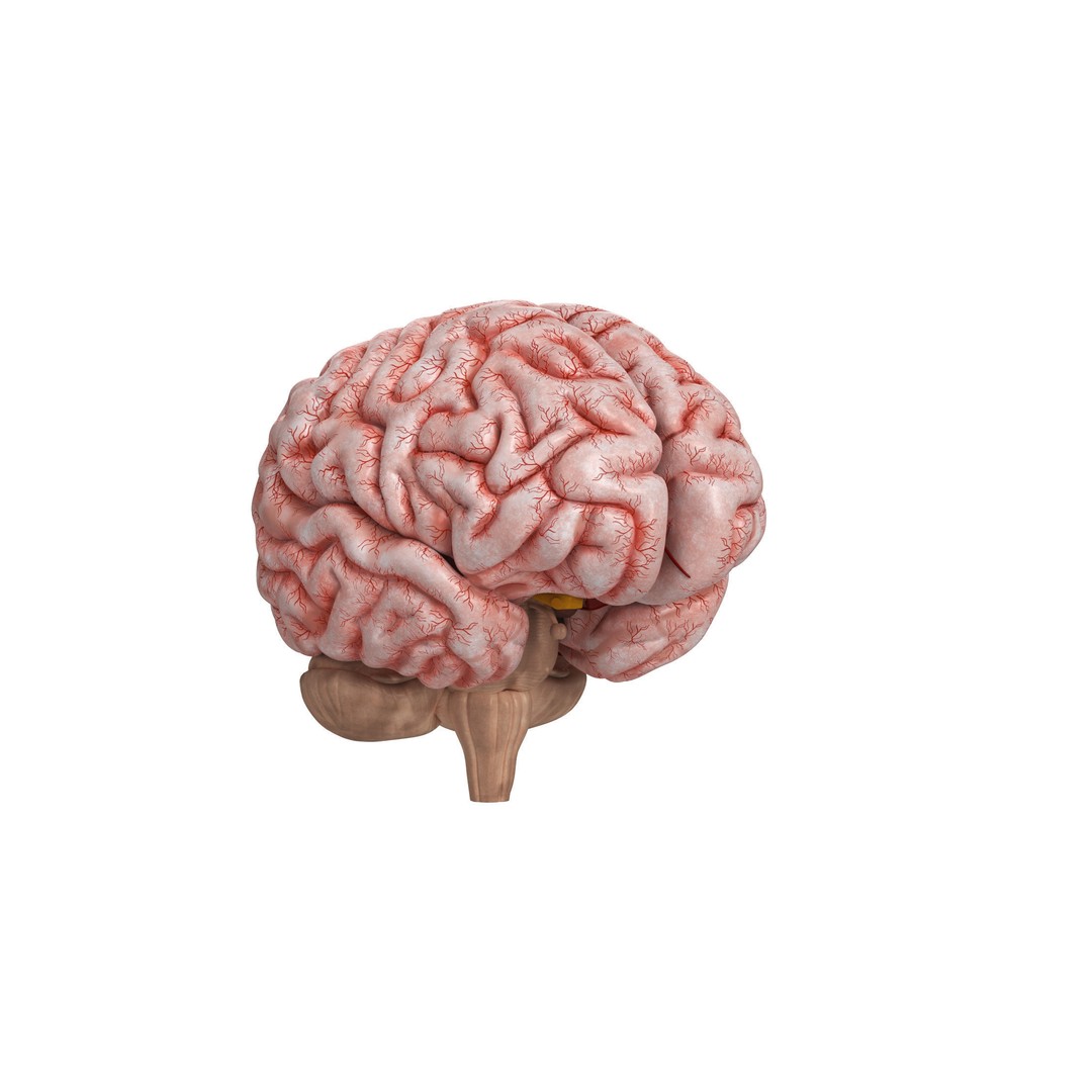 Human Brain 3D Model – High Resolution Anatomy Asset, FBX, OBJ - View 3