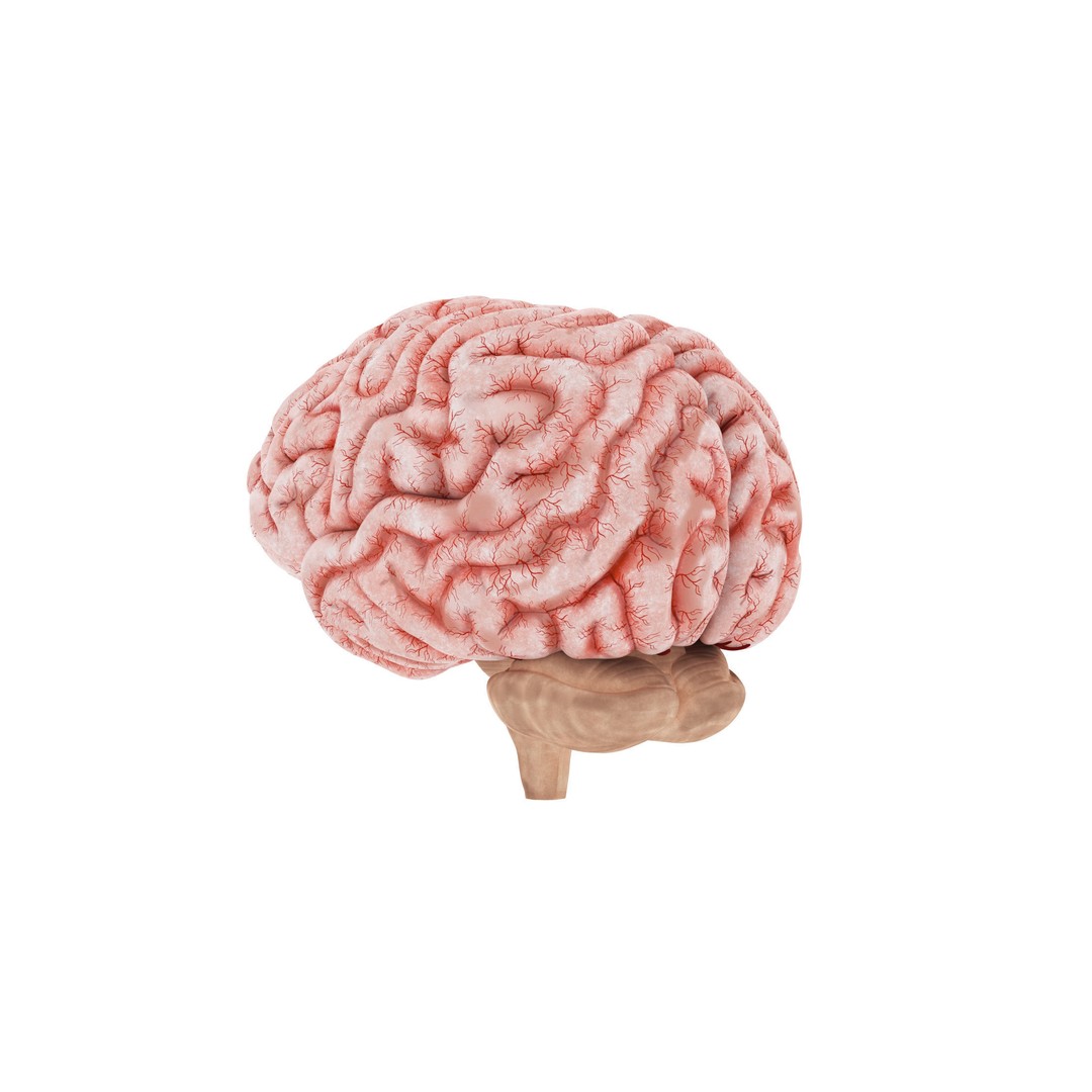 Human Brain 3D Model – High Resolution Anatomy Asset, FBX, OBJ - View 4