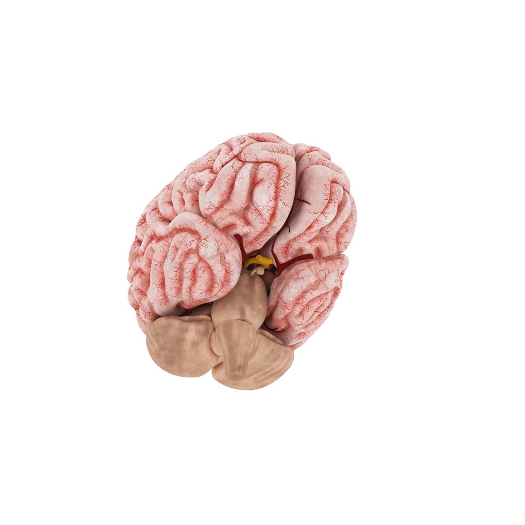 Human Brain 3D Model – High Resolution Anatomy Asset, FBX, OBJ - View 5