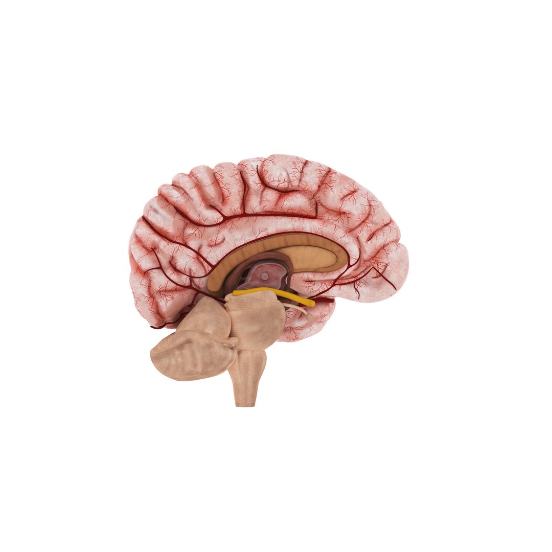 Human Brain 3D Model – High Resolution Anatomy Asset, FBX, OBJ - View 6