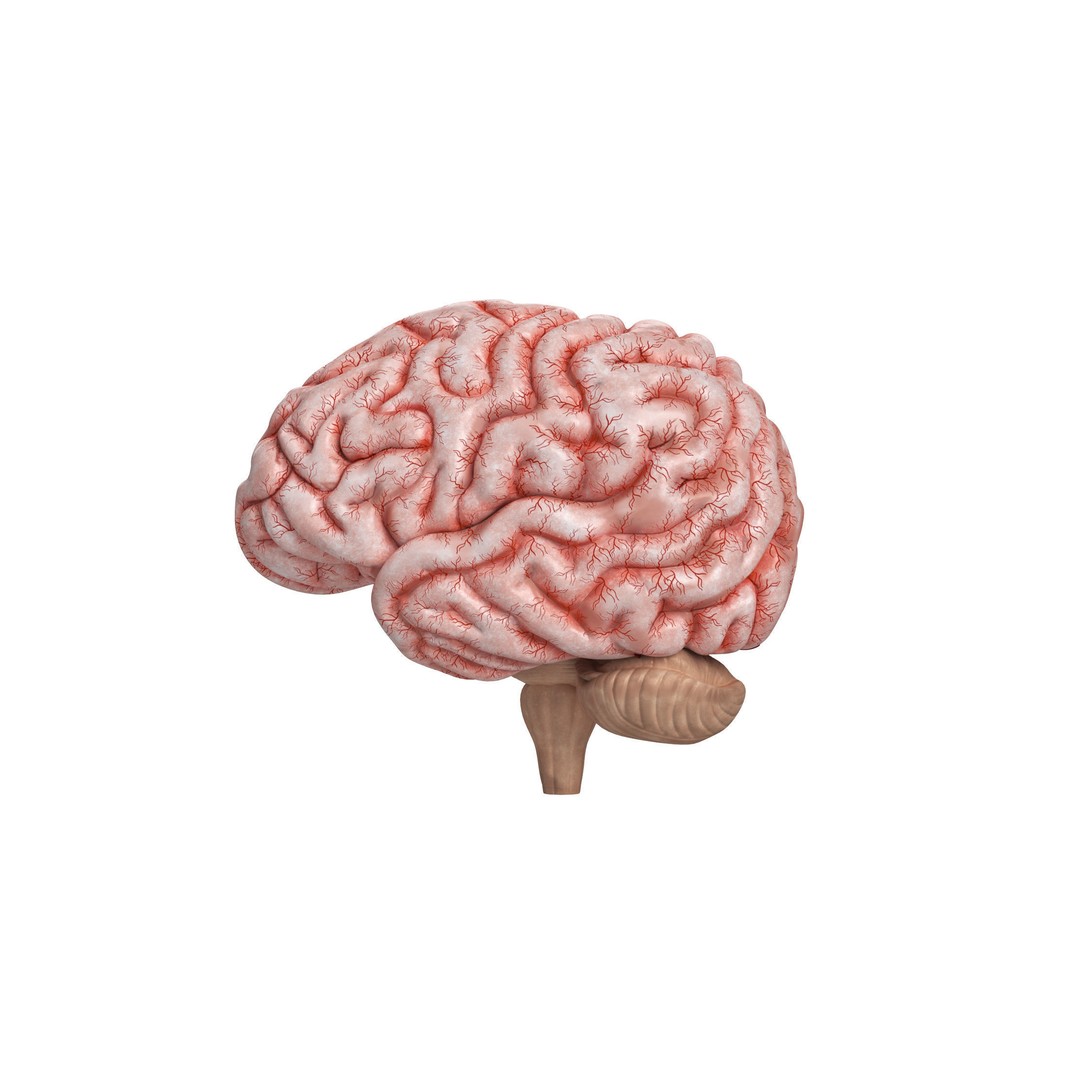 Human Brain 3D Model – High Resolution Anatomy Asset, FBX, OBJ - View 7
