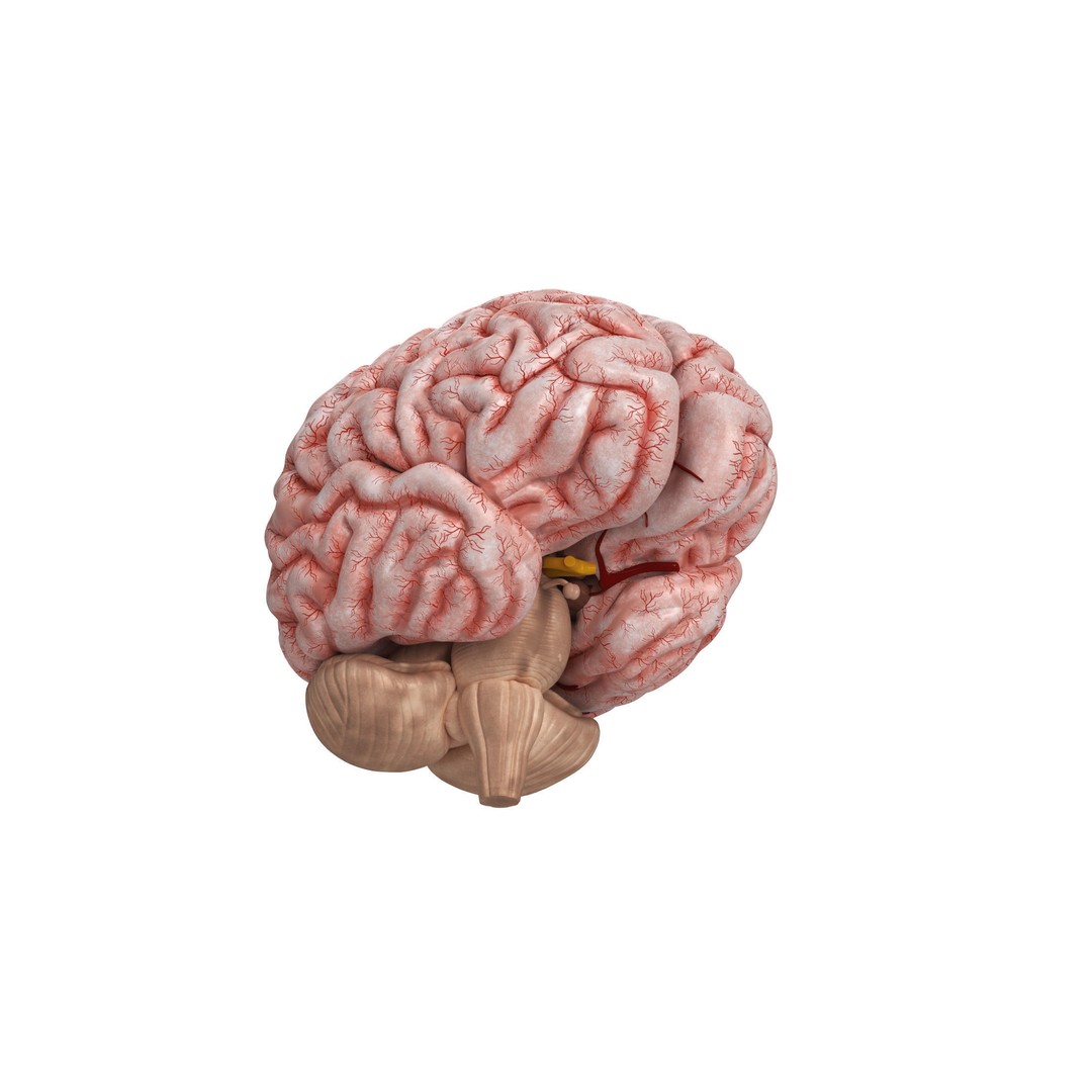Human Brain 3D Model – High Resolution Anatomy Asset, FBX, OBJ - View 8