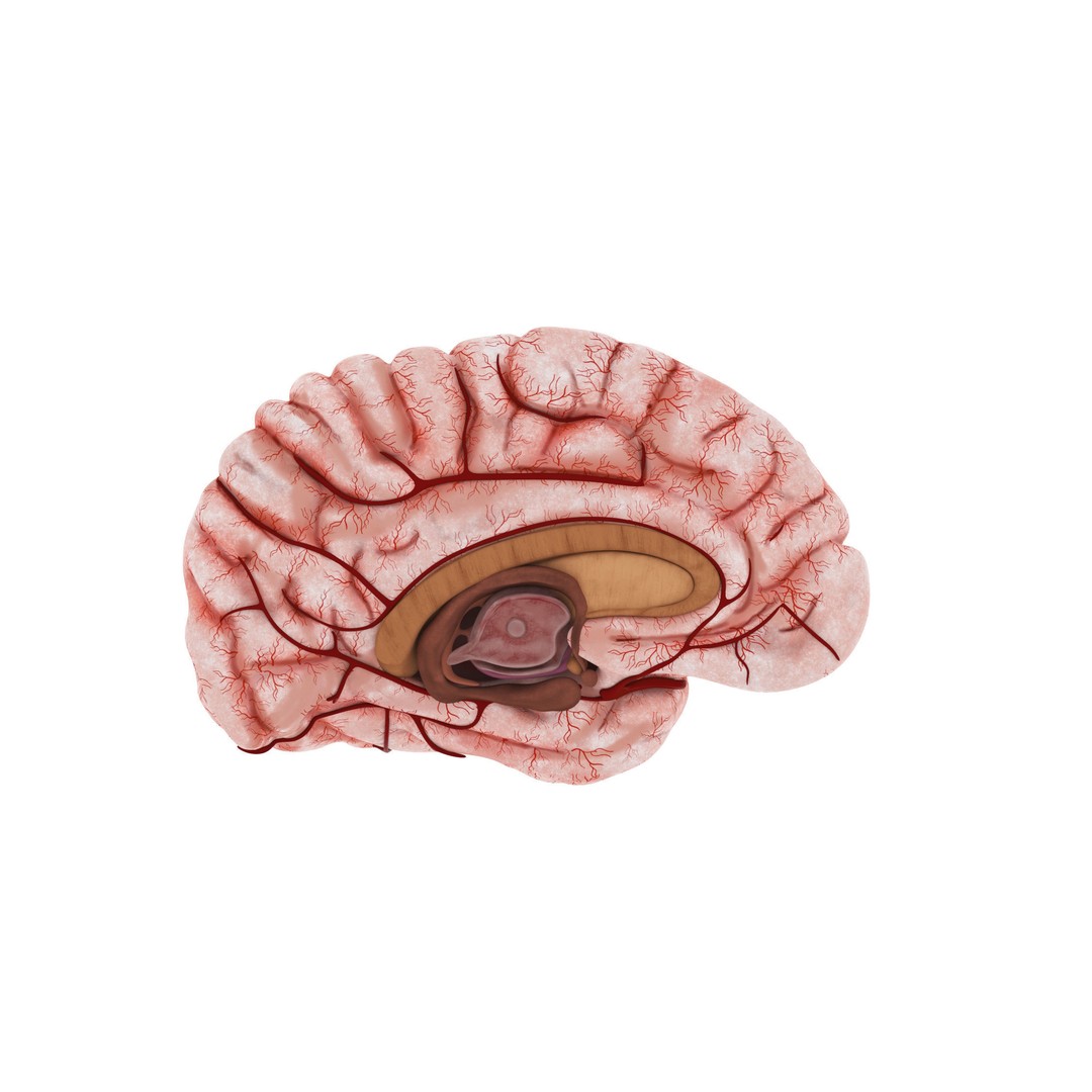 Human Brain 3D Model – High Resolution Anatomy Asset, FBX, OBJ - View 9