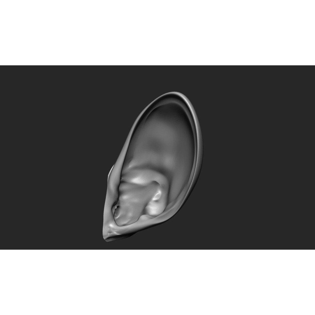 24 Ears 3D Model – Multi Mesh Brush Collection for ZBrush - View 22