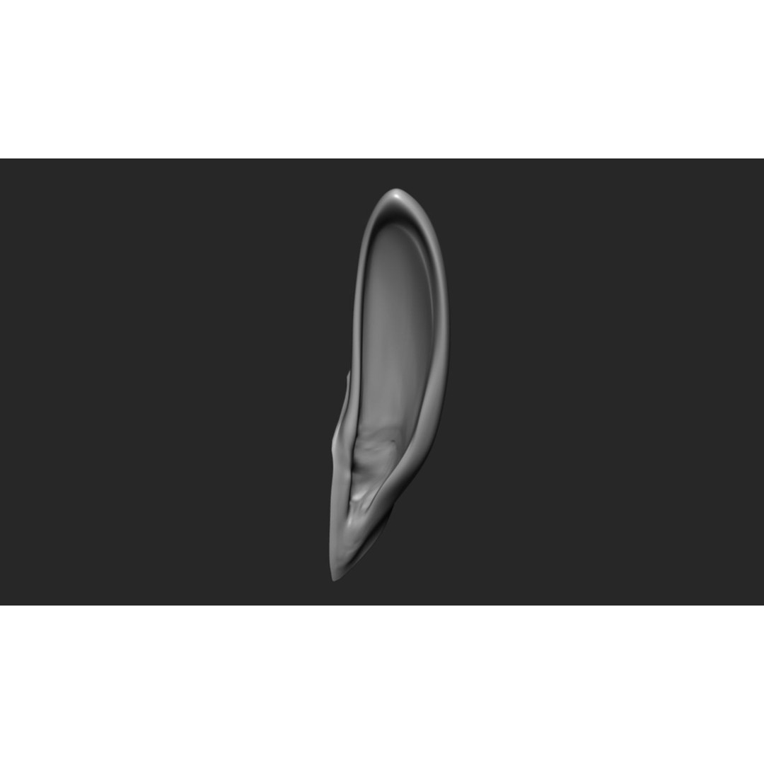 24 Ears 3D Model – Multi Mesh Brush Collection for ZBrush - View 26