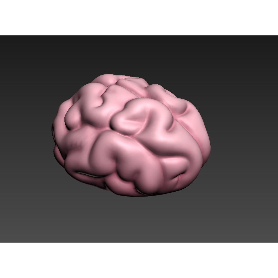 Human Brain 3D Model – Cartoon Character with PBR Textures, FBX & OBJ - View 16