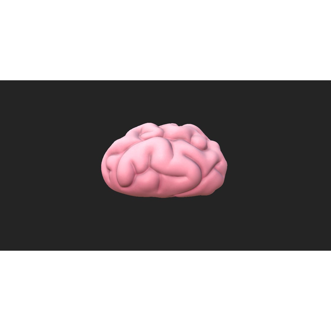 Human Brain 3D Model – Cartoon Character with PBR Textures, FBX & OBJ - View 4