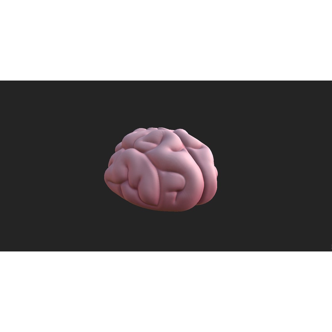 Human Brain 3D Model – Cartoon Character with PBR Textures, FBX & OBJ - View 6