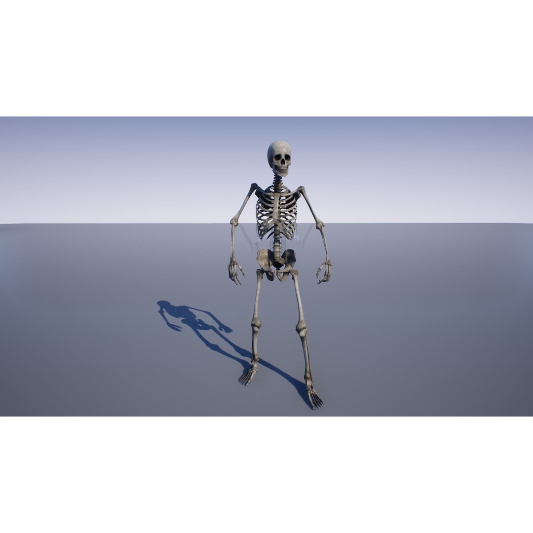 Skeleton and Bones Low-Poly 3D Model – Rigged Game Asset, FBX - View 12
