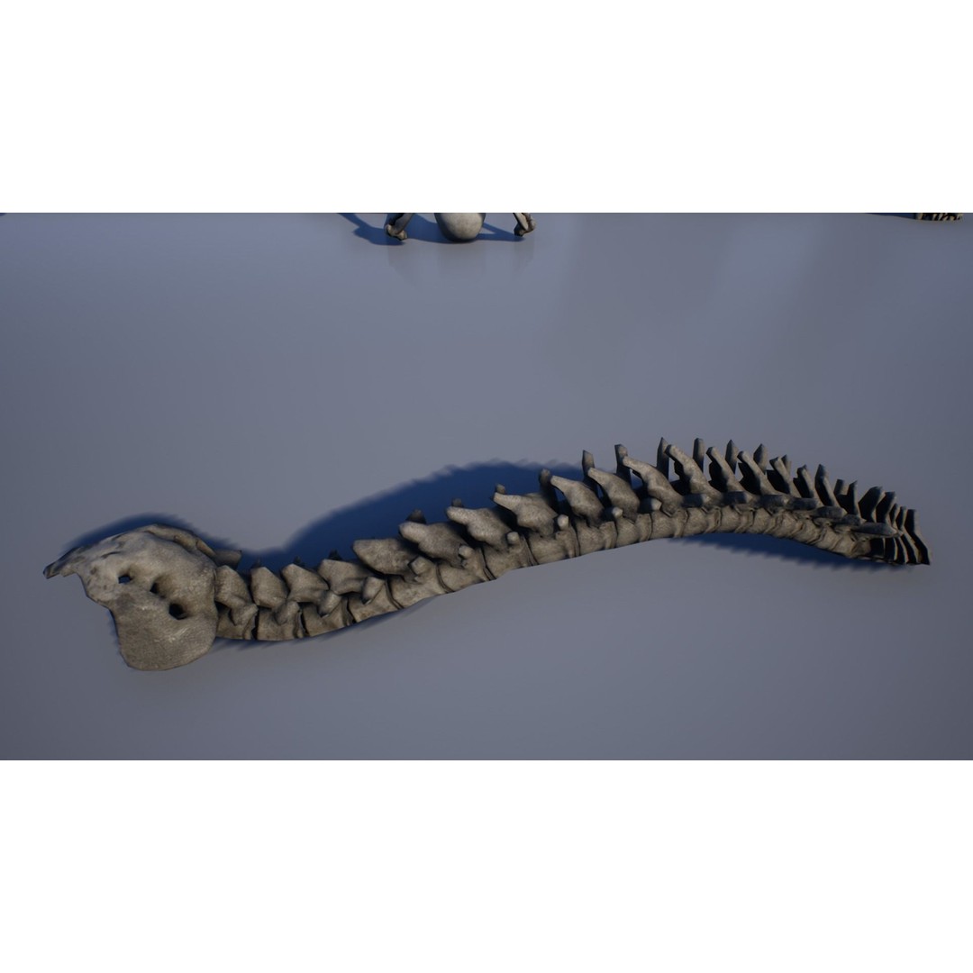 Skeleton and Bones Low-Poly 3D Model – Rigged Game Asset, FBX - View 4