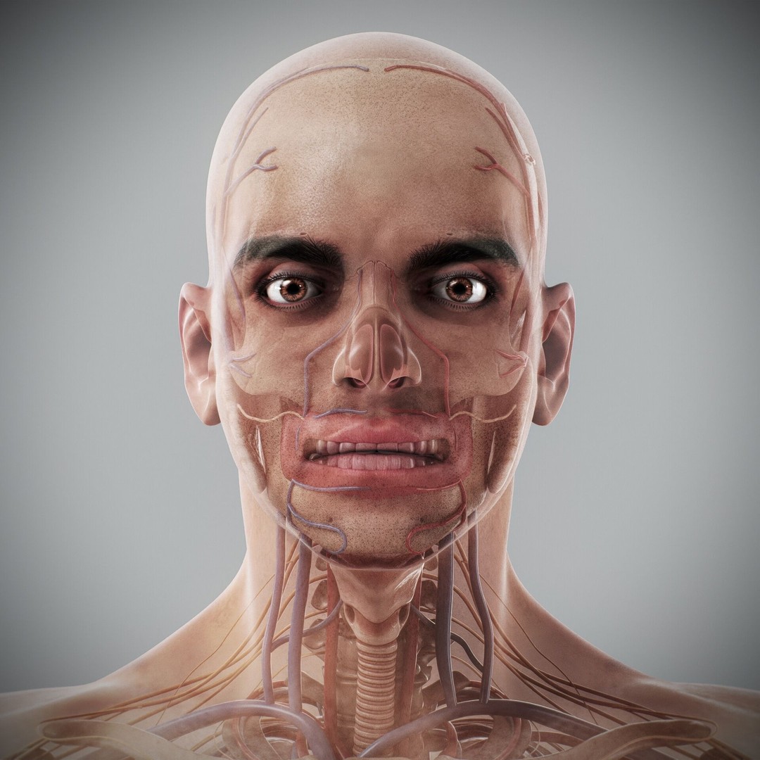 Human Male and Female Anatomy 3D Model – Complete Anatomical Systems, FBX, OBJ - View 11