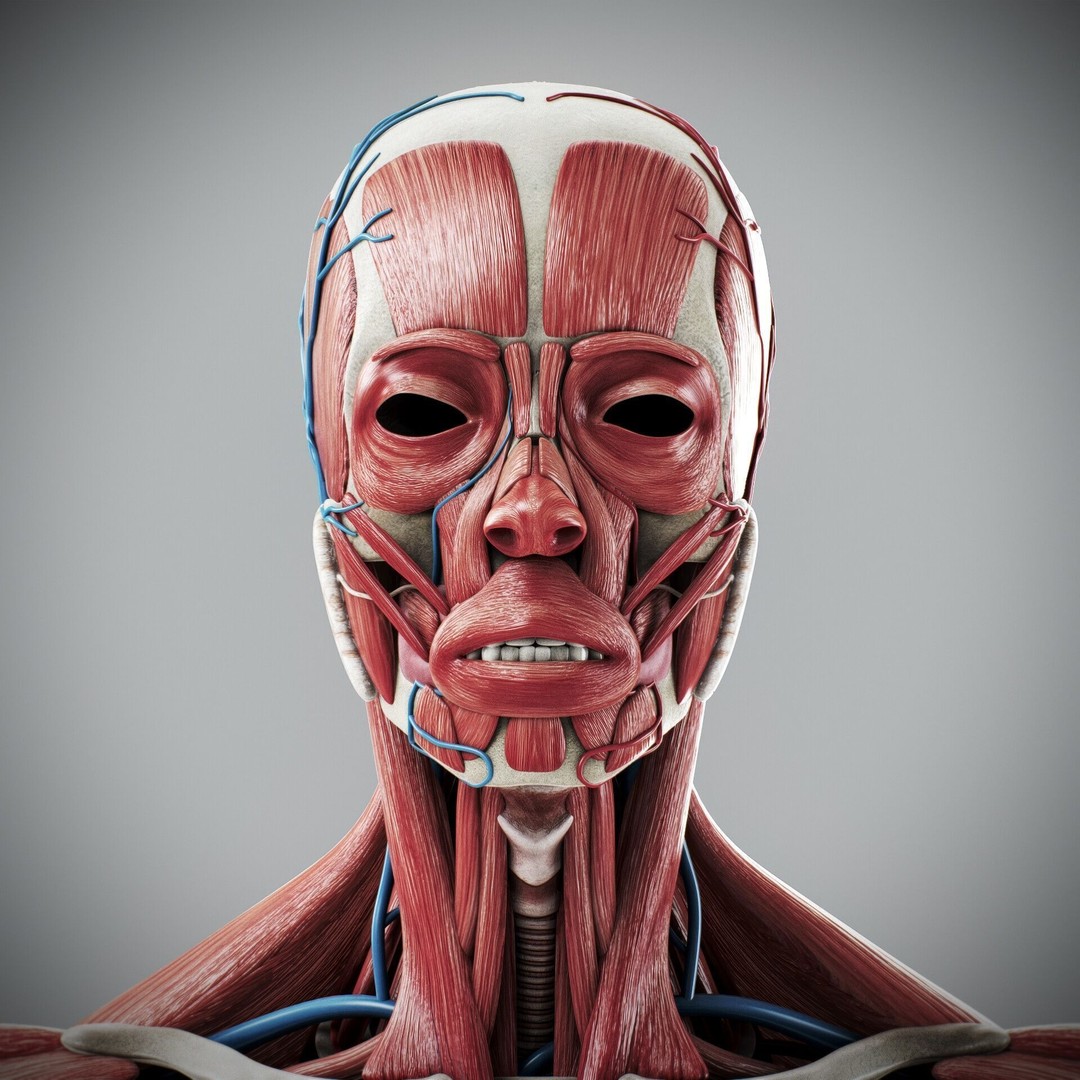 Human Male and Female Anatomy 3D Model – Complete Anatomical Systems, FBX, OBJ - View 12