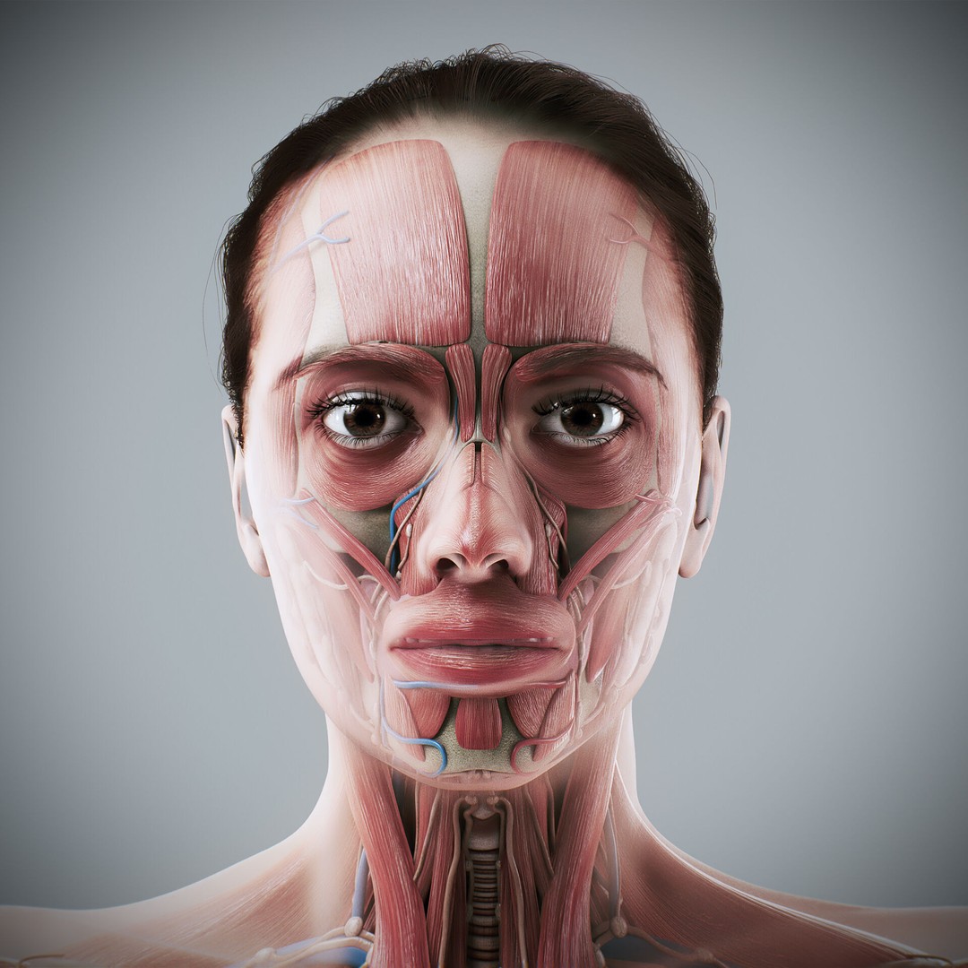 Human Male and Female Anatomy 3D Model – Complete Anatomical Systems, FBX, OBJ - View 15