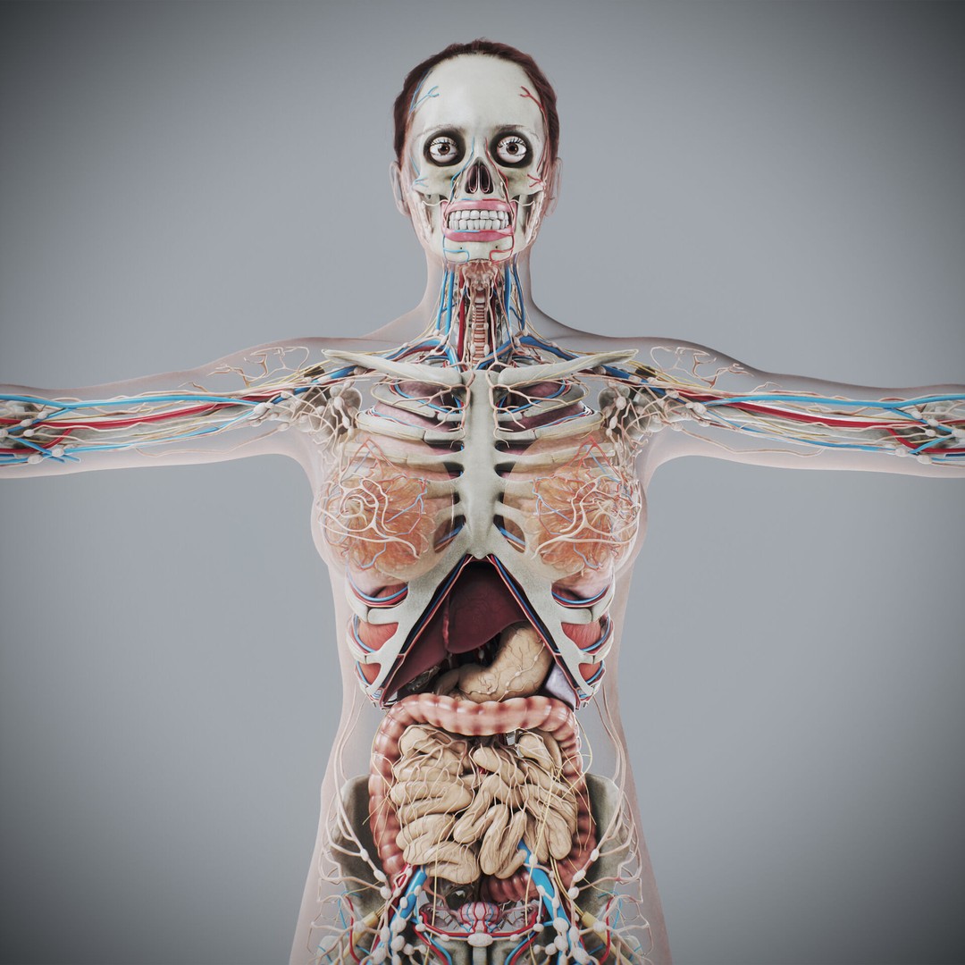 Human Male and Female Anatomy 3D Model – Complete Anatomical Systems, FBX, OBJ - View 17