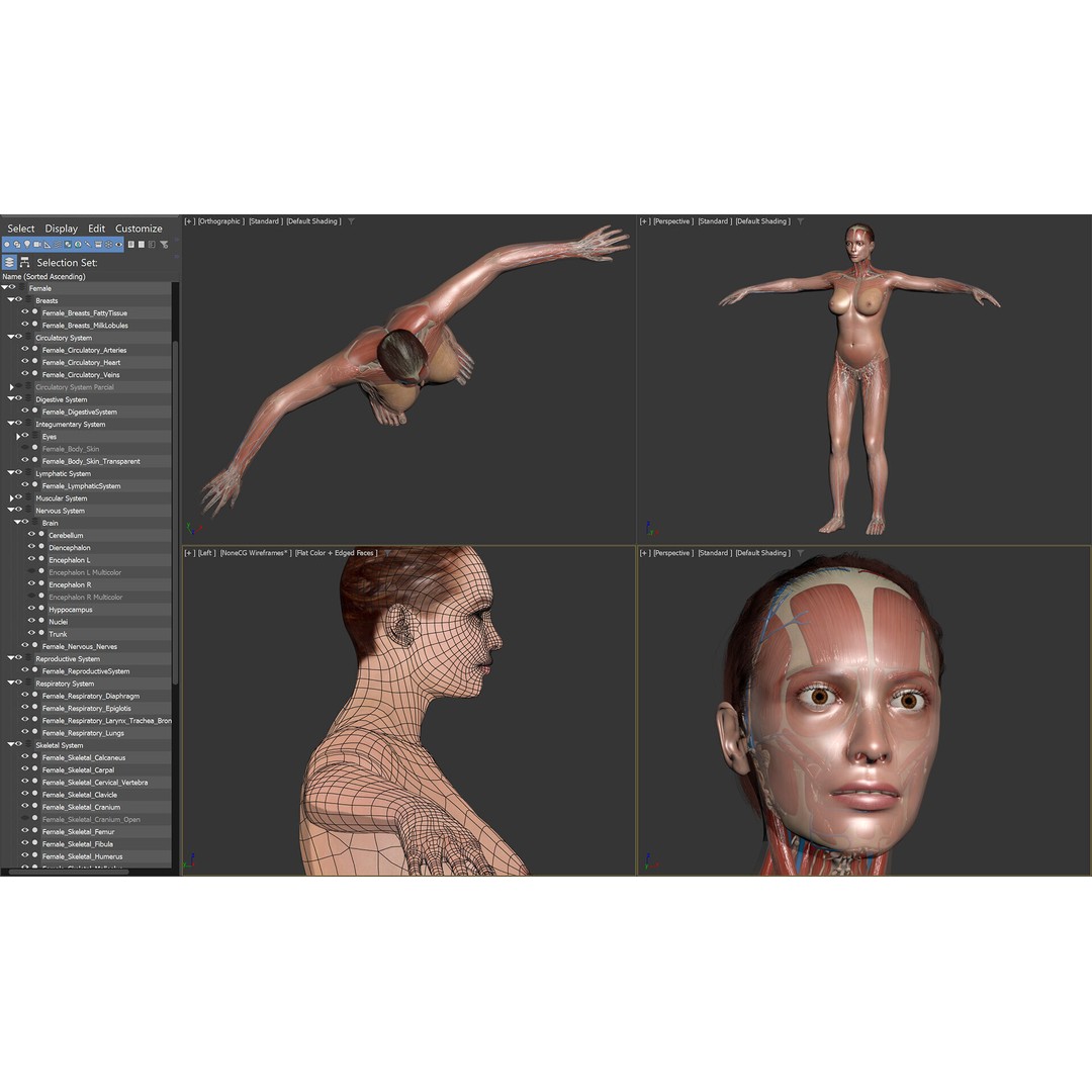 Human Male and Female Anatomy 3D Model – Complete Anatomical Systems, FBX, OBJ - View 19