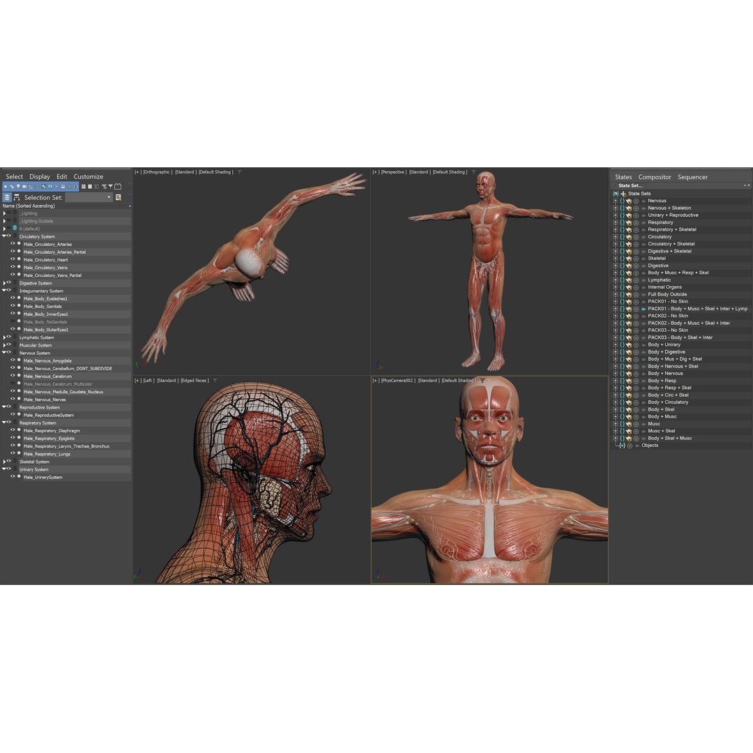 Human Male and Female Anatomy 3D Model – Complete Anatomical Systems, FBX, OBJ - View 20