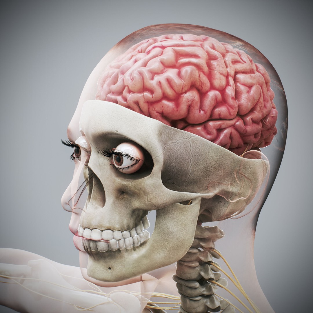 Human Male and Female Anatomy 3D Model – Complete Anatomical Systems, FBX, OBJ - View 21