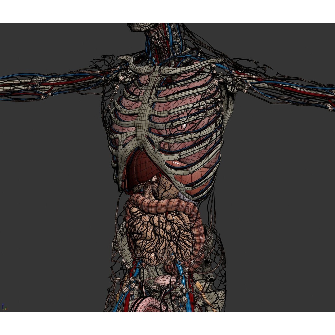 Human Male and Female Anatomy 3D Model – Complete Anatomical Systems, FBX, OBJ - View 25