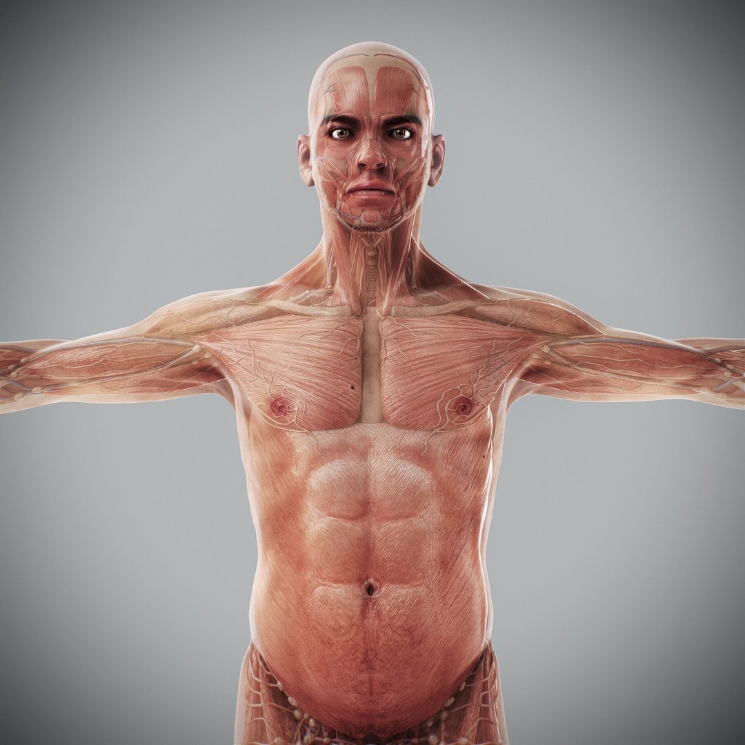 Human Male and Female Anatomy 3D Model – Complete Anatomical Systems, FBX, OBJ - View 28