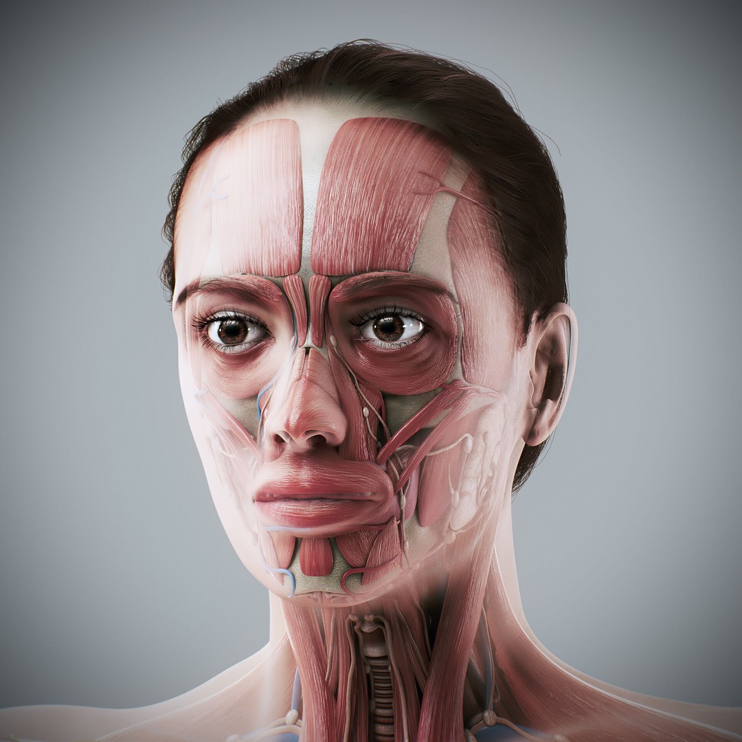 Human Male and Female Anatomy 3D Model – Complete Anatomical Systems, FBX, OBJ - View 3