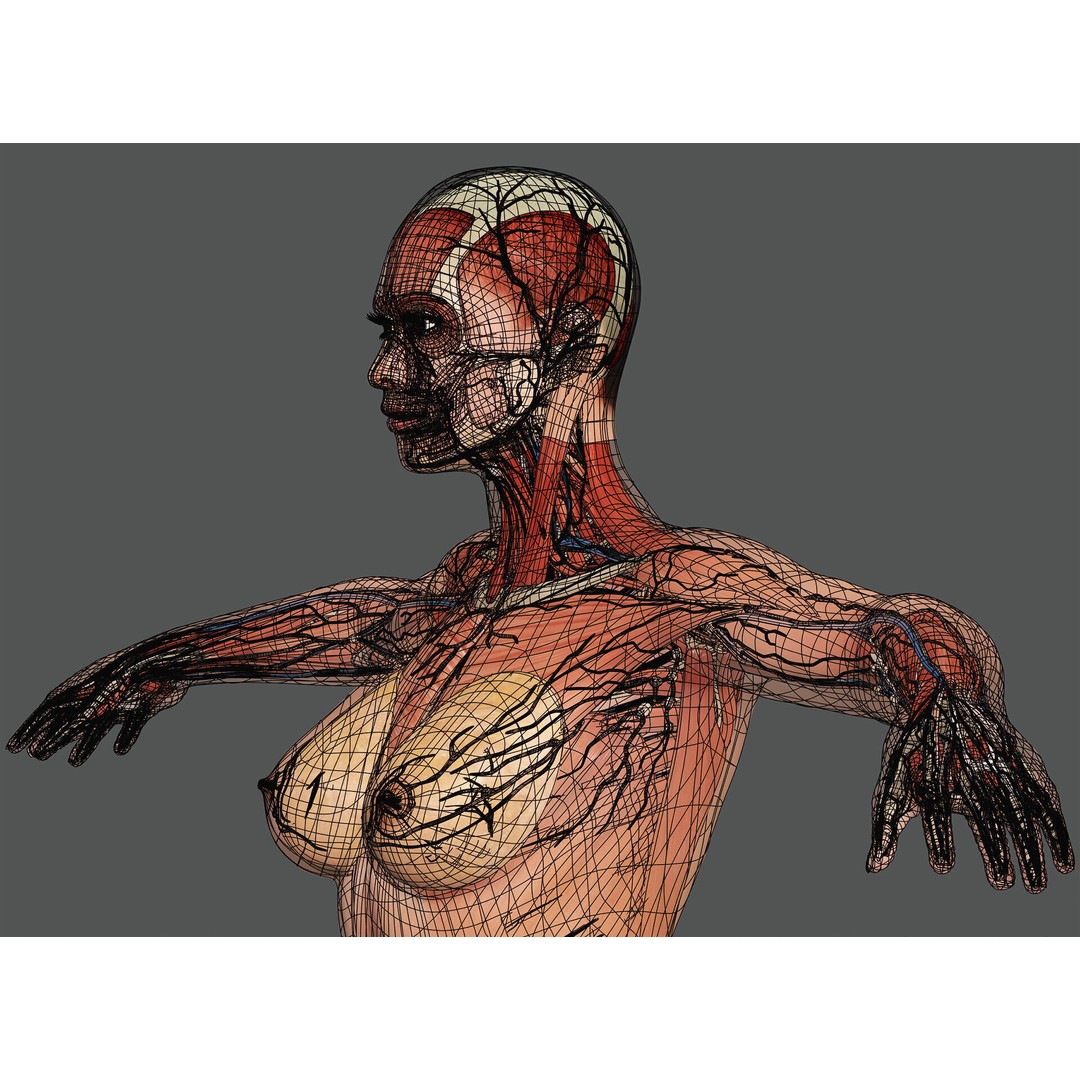 Human Male and Female Anatomy 3D Model – Complete Anatomical Systems, FBX, OBJ - View 32