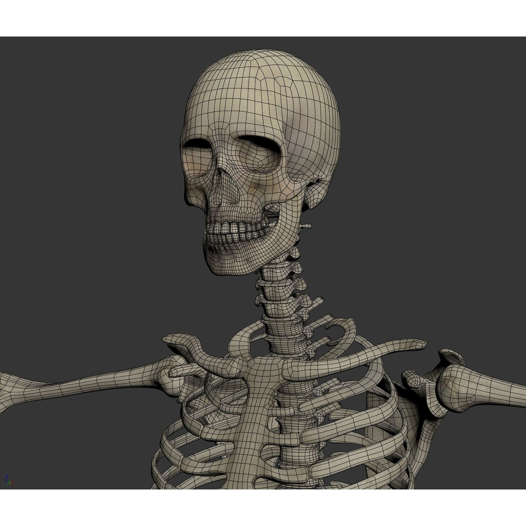 Human Male and Female Anatomy 3D Model – Complete Anatomical Systems, FBX, OBJ - View 33