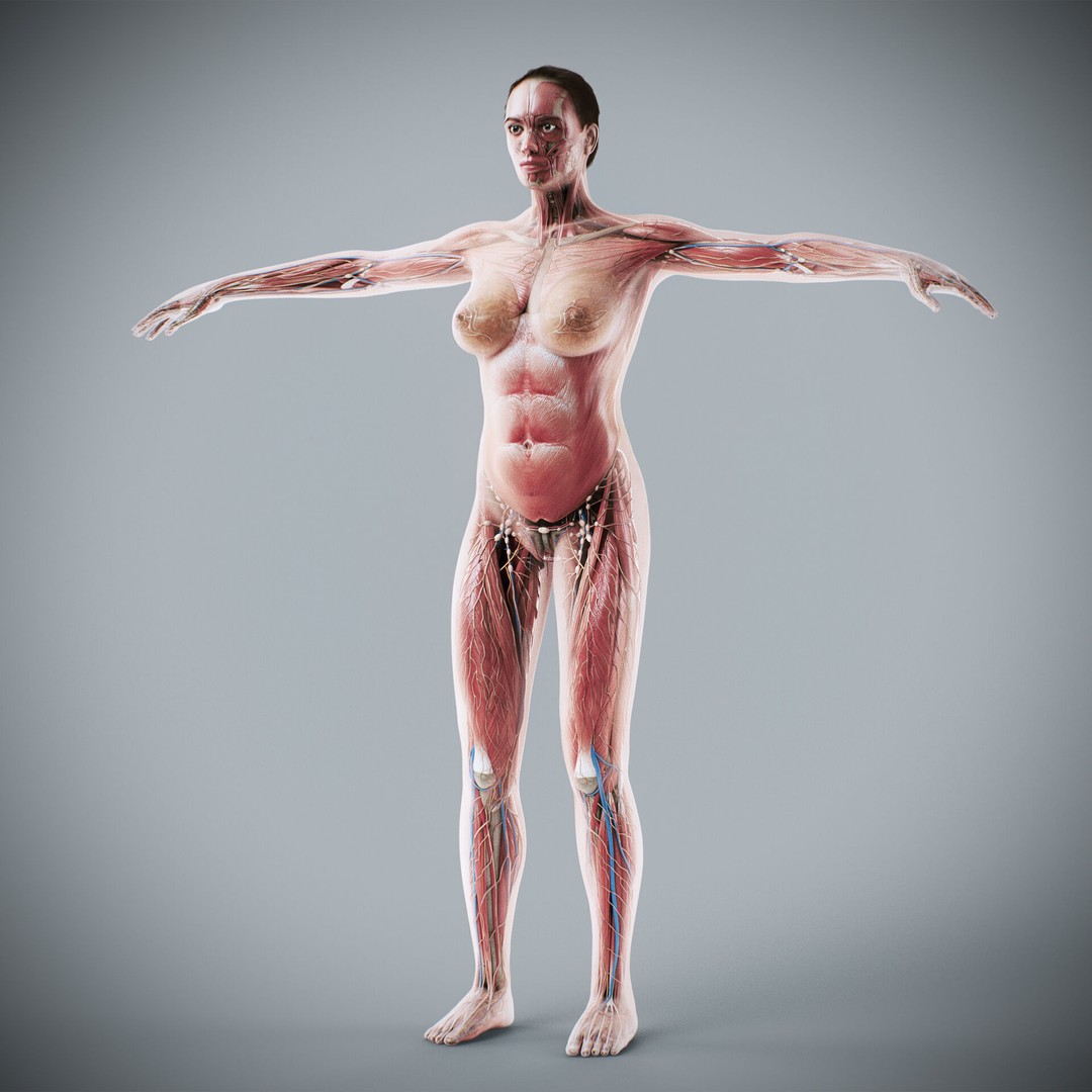 Human Male and Female Anatomy 3D Model – Complete Anatomical Systems, FBX, OBJ - View 44